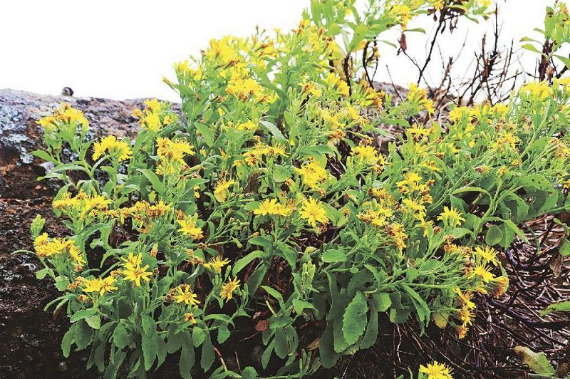 岩場にアゼトウナ咲く 紀南の各地 キク科の黄色い花 紀伊民報agara