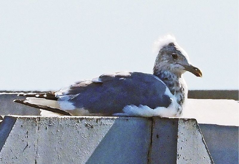 漁協施設の屋根の上で羽休めするトサカカモメ（和歌山県みなべ町堺で）