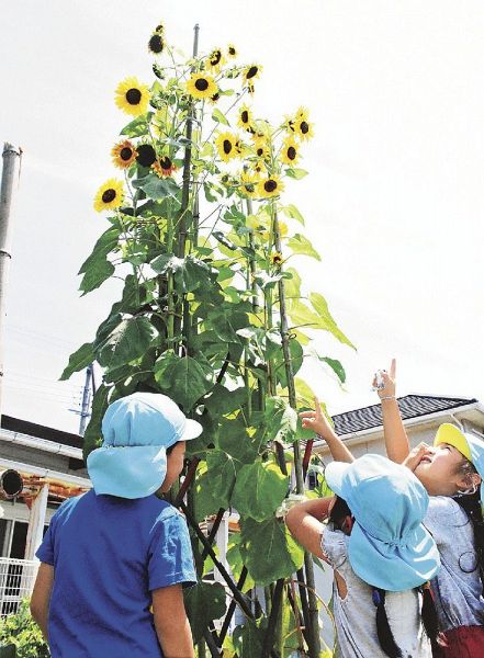 ヒマワリ天まで届け ぐんぐん伸びて花咲かす 紀伊民報agara