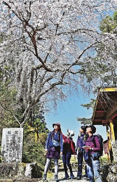 見頃を迎えた伏拝王子のシダレザクラをめでながら、熊野古道歩きを楽しむ観光客（２１日、和歌山県田辺市本宮町伏拝で）