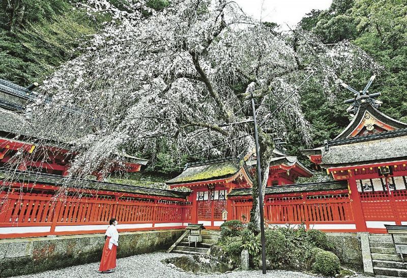 和歌山県那智勝浦町の熊野那智大社の本殿内庭にあるシダレザクラ（２４日）