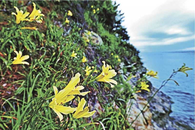 沿岸の岩場に咲くユウスゲ（和歌山県白浜町で）