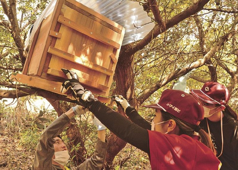 手作りしたニホンミツバチの巣箱を樹木に設置する活動（昨年１１月、和歌山県みなべ町西本庄で）