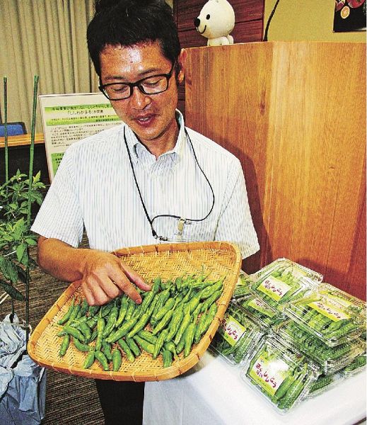 県暖地園芸センターが開発した辛くないシシトウガラシ「ししわかまる」（和歌山県庁で）