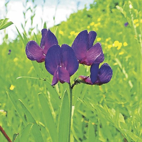 河川敷で紫色の花を咲かせたレンリソウ（和歌山県紀南地方で）