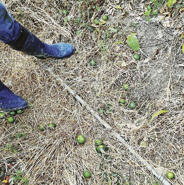摘果作業で地面に落とした温州ミカンの実