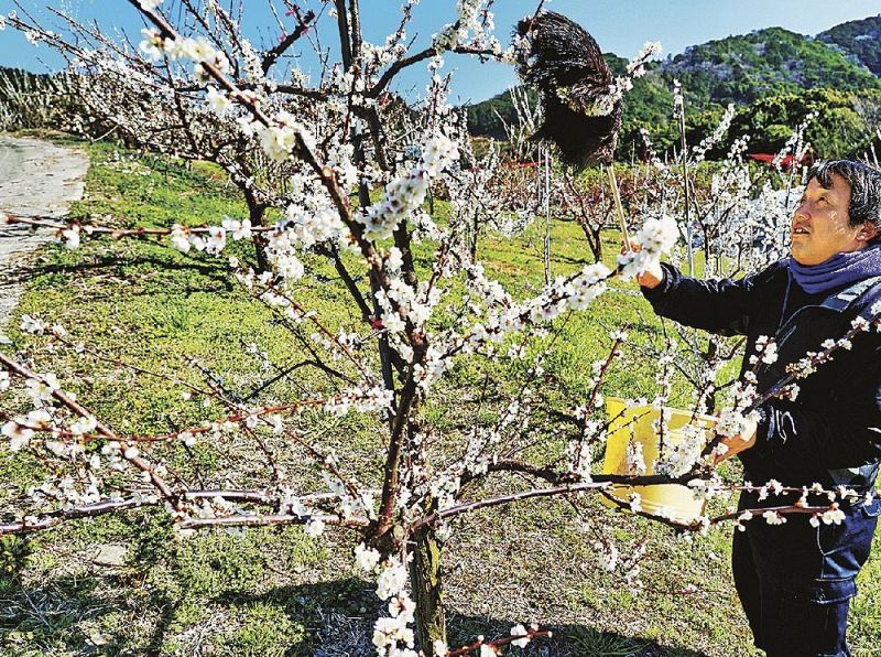 毛ばたきを使って南高梅の花粉を露茜に授粉させる部会役員（和歌山県みなべ町清川で）