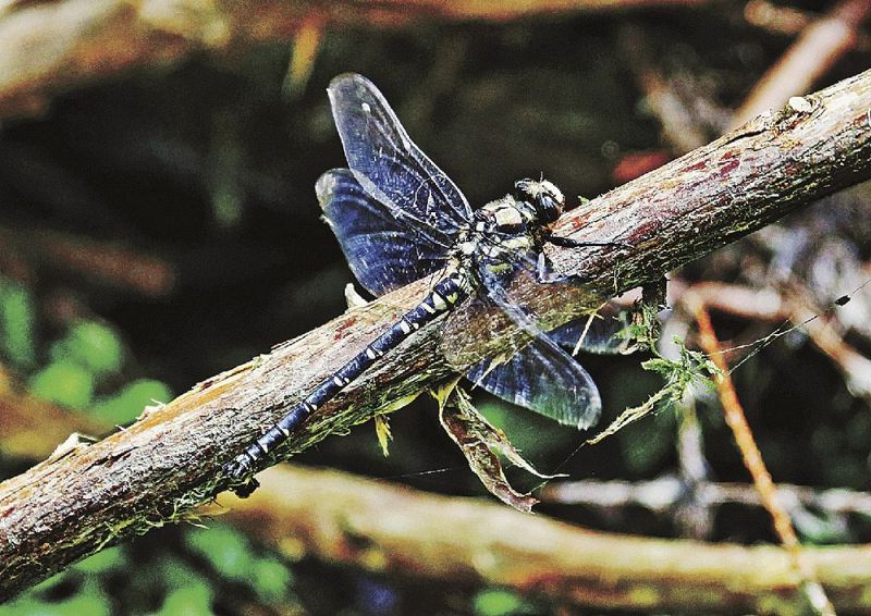 日当たりのよい枝に止まったムカシヤンマ（和歌山県紀南地方の山中で）