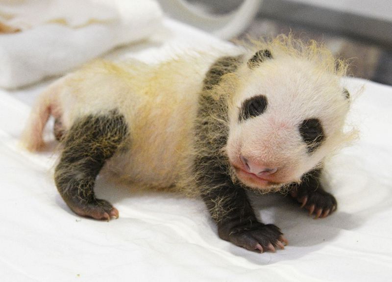 生後１カ月を迎えたパンダの赤ちゃん（20日撮影）＝和歌山県白浜町のアドベンチャーワールド提供