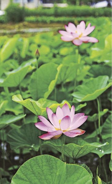 淡いピンク色の鮮やかな花を咲かせる大賀ハス（25日、和歌山県上富田町岡で）