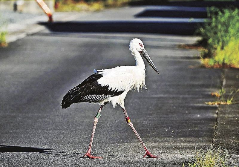 悠然と道路を歩くコウノトリ（２７日、和歌山県上富田町生馬で）＝坂井正人さん撮影