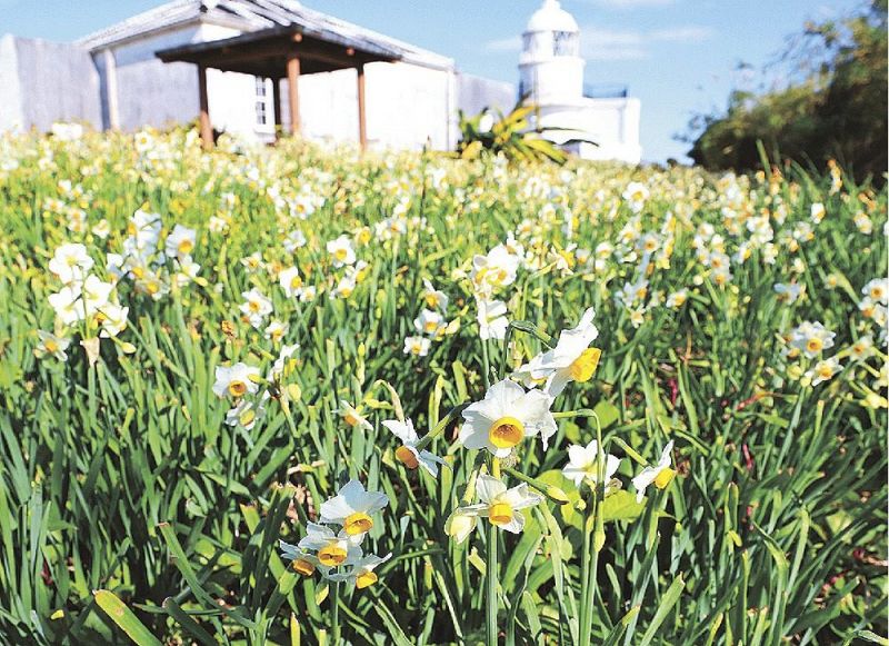 樫野埼灯台の周辺で花を咲かせ、甘い香りを漂わせているスイセン（和歌山県串本町樫野で）