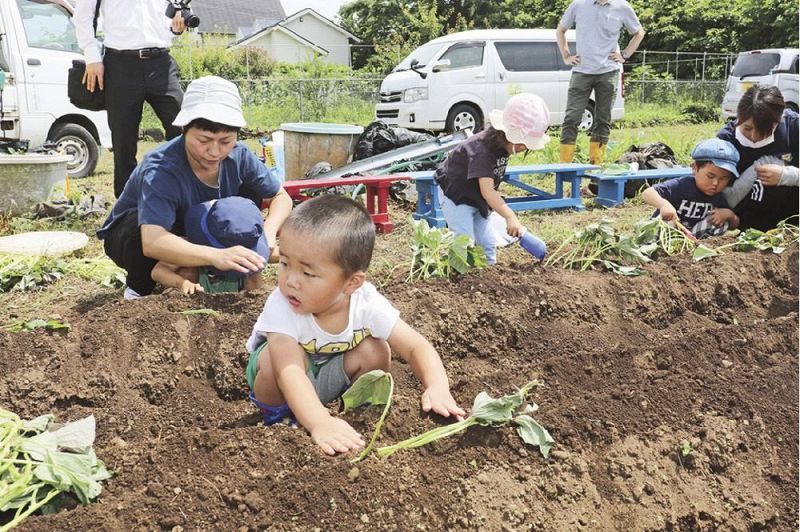 「なんたん蜜姫」の苗を植える園児（和歌山県串本町潮岬で）