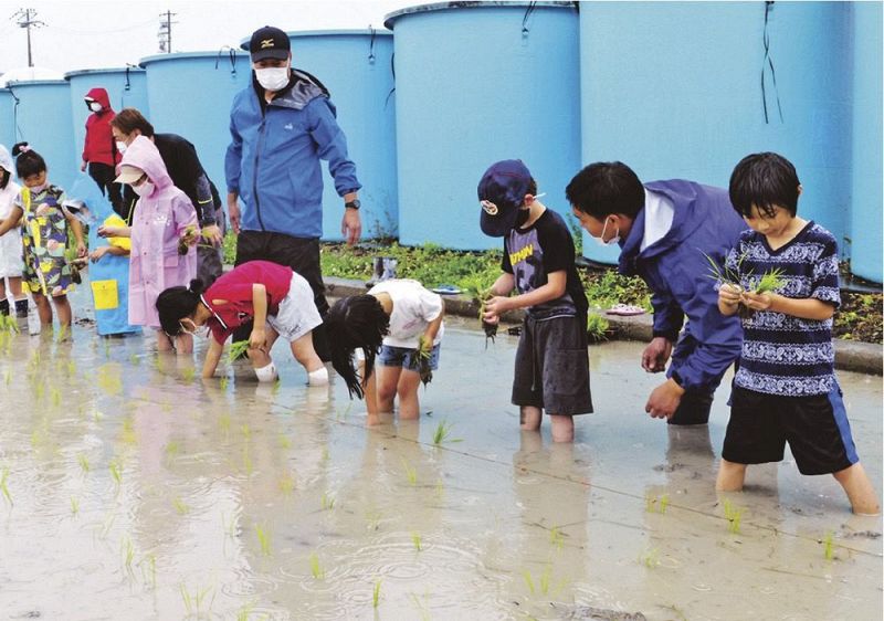 雨の中、１束ずつ苗を植える児童（和歌山県みなべ町徳蔵で）