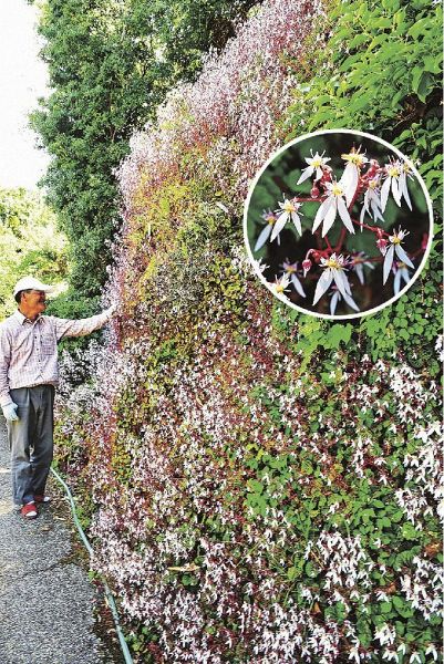 斜面に咲くユキノシタ（円内は花）＝和歌山県田辺市上芳養で