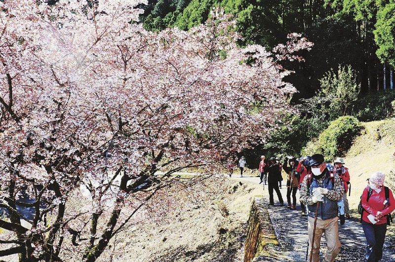 今年もクマノザクラを見ようと大勢が訪れた（３月、和歌山県古座川町峯で）