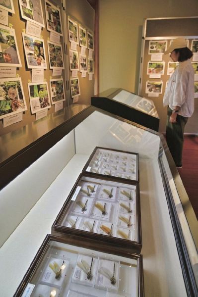 世界遺産熊野本宮館で開かれている「熊野トンボ展」（和歌山県田辺市本宮町で）