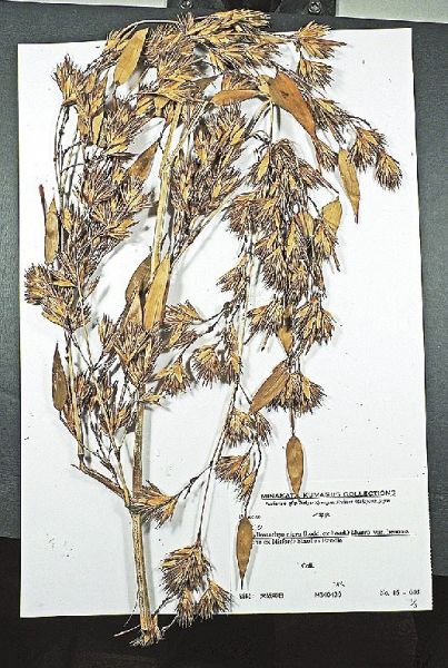 南方熊楠顕彰館で保管されている１２０年前のハチクの花の標本（和歌山県田辺市中屋敷町で）