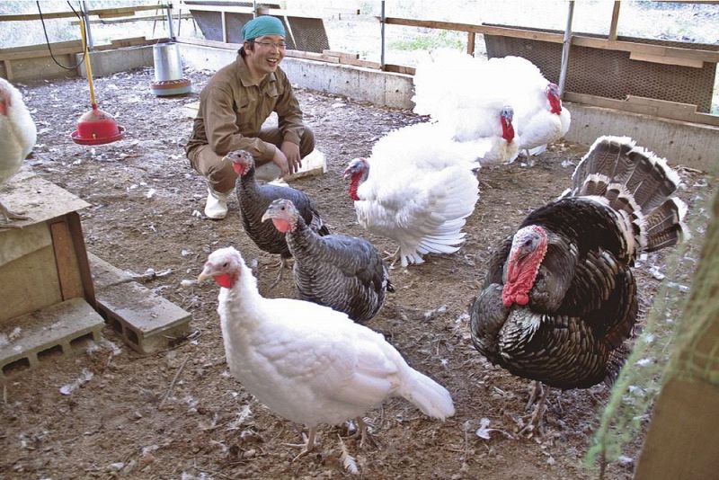 感謝祭に七面鳥を 龍神村で外国人向けに飼育 紀伊民報agara