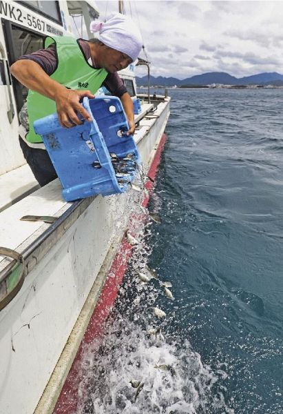 チヌの稚魚を放流する日本釣振興会県支部の関係者（和歌山県田辺市の田辺湾で）