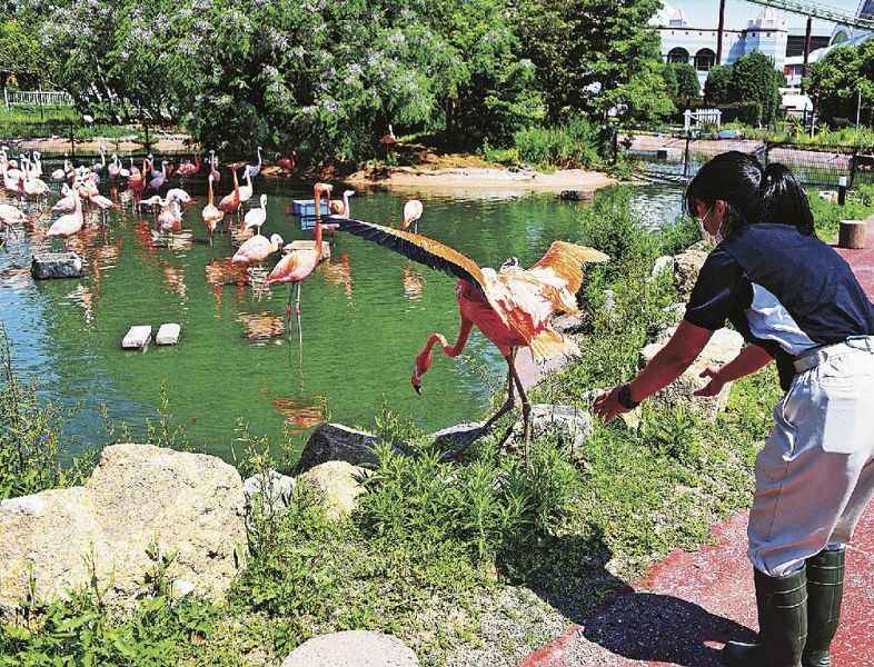 みさき公園から動物受け入れ開始 アドベンチャーワールド 紀伊民報agara