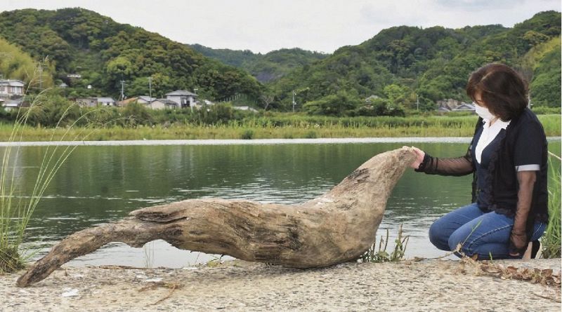 オットセイのような形をしている流木（和歌山県白浜町十九渕で）