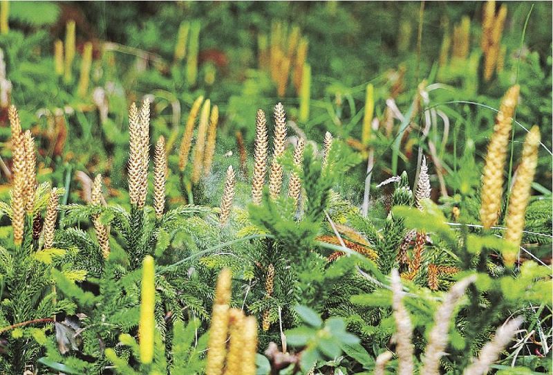 胞子を飛ばすシダ植物のマンネンスギ（和歌山県田辺市龍神村で）