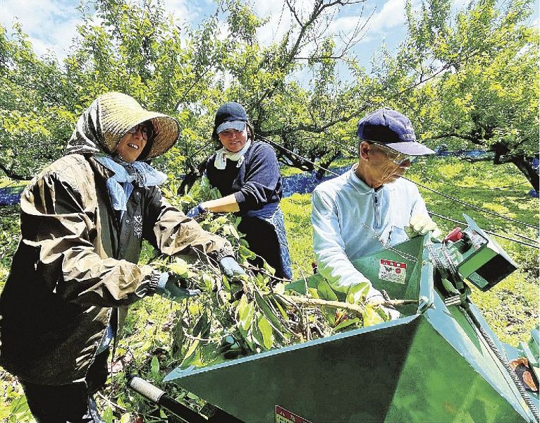 切り落とした木の枝を機械で砕いていく「梅収穫ワーケーション」の参加者ら＝和歌山県みなべ町西岩代で