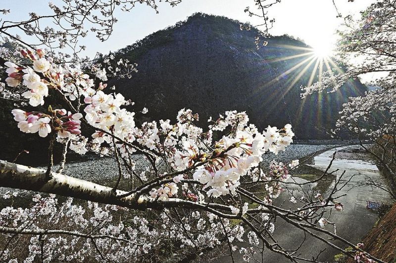 桜の花に彩られた「古座川の一枚岩」（２５日、和歌山県古座川町相瀬で）