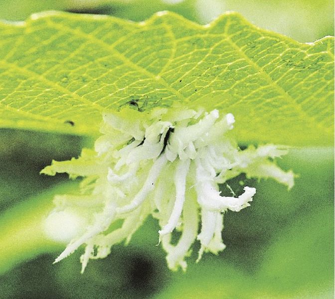 葉の裏に隠れるハバチの幼虫（和歌山県白浜町で）