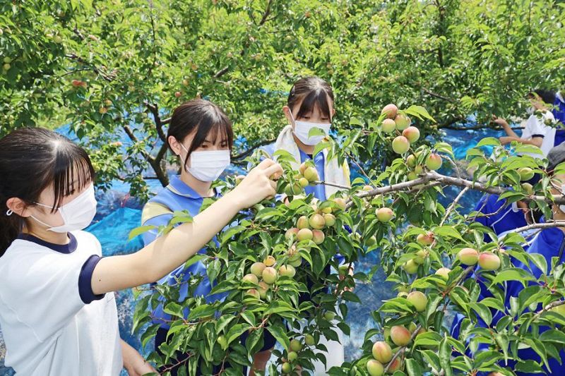 梅の収穫を体験する生徒（１日、和歌山県田辺市中三栖で）