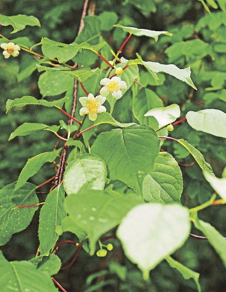 白い葉の下に咲いたマタタビの花（和歌山県田辺市深谷で）