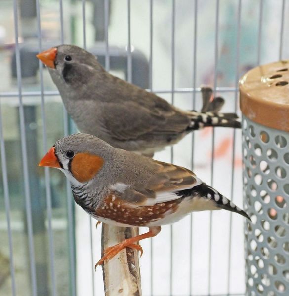 展示されているキンカチョウのペア（手前が雄）