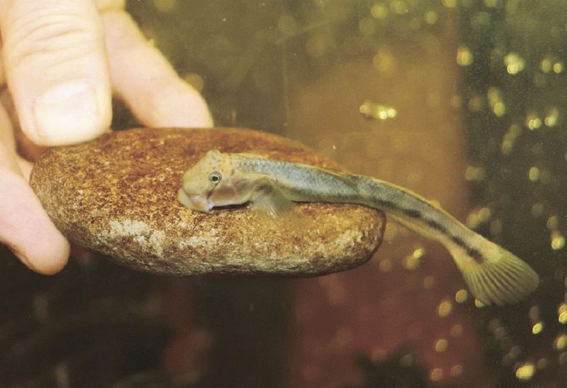 石に付いたコケを食べるボウズハゼ（和歌山県串本町潮岬で）