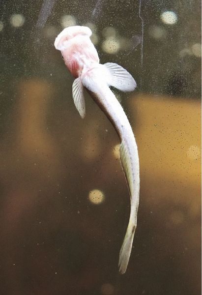 水槽のガラスに吸い付いたボウズハゼ