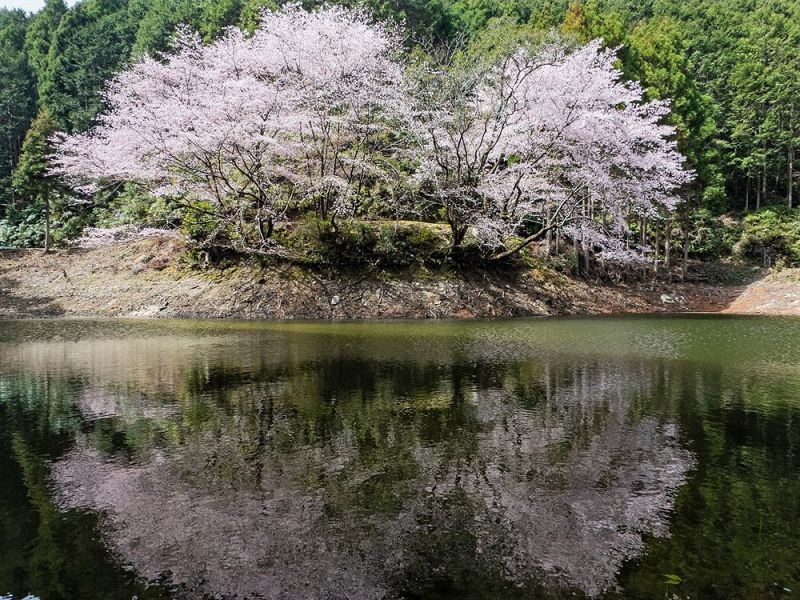 水面に美しい花を映すクマノザクラ（２５日、和歌山県古座川町潤野で）