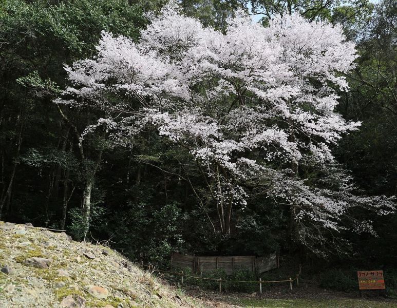 少しずつ散り始めたタイプ標本木（和歌山県古座川町池野山で）