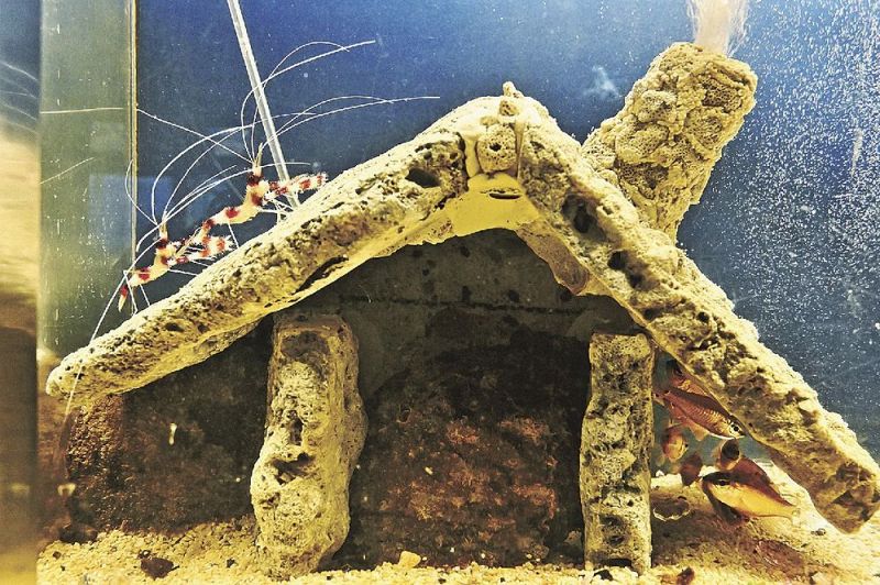 「愛のかたち」と題し、３種類の生き物を紹介しているトピックス水槽（和歌山県串本町有田で）