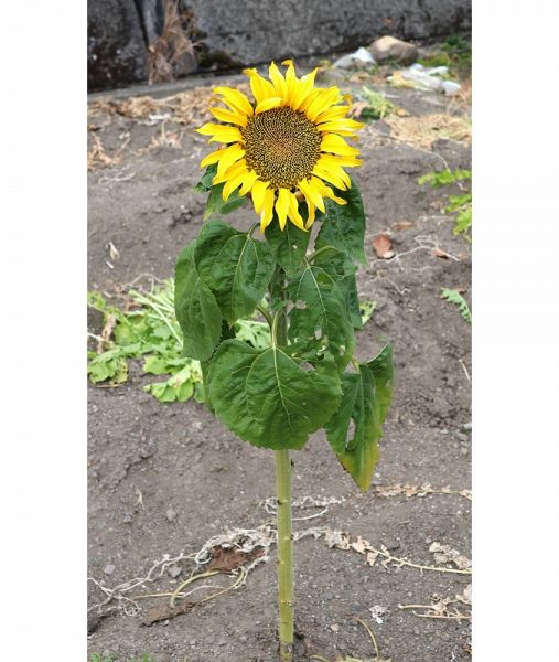 野菜畑に咲いた、季節外れのヒマワリ（２７日、和歌山県田辺市鮎川で）