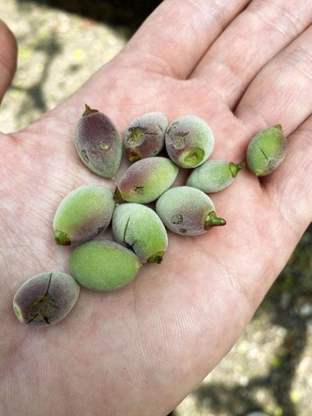 ひょうの被害を受けた南高梅の実（６日、和歌山県田辺市長野で）