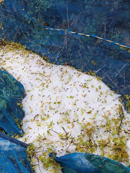 梅畑のネットにたまったひょうの粒（６日、和歌山県田辺市稲成町で）