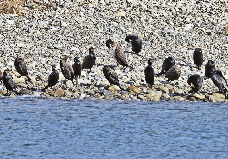 古座川河口で羽休めするカワウ（和歌山県串本町古座で）