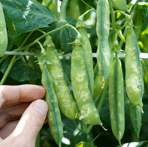 ひょうが当たって皮が白くなったり破れたりしたウスイエンドウ（１５日、和歌山県みなべ町山内で）