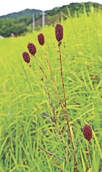 川の土手でひっそりと咲くワレモコウ（和歌山県白浜町富田で）