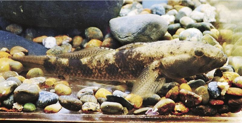 串本海中公園に展示されている全長約１４センチのウロハゼ（２１日、和歌山県串本町有田で）