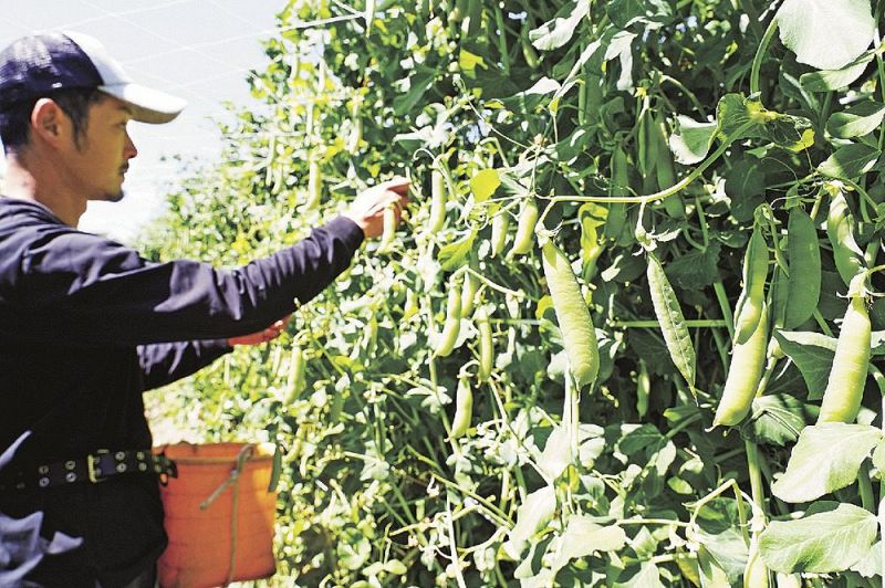 収穫が最盛期になりつつあるという露地栽培のウスイエンドウ（７日、和歌山県みなべ町山内で）