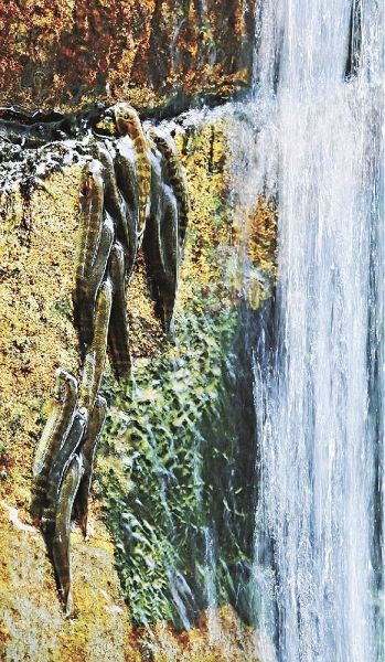 垂直な岩肌にくっつき上流を目指して登るボウズハゼ（４日、和歌山県古座川町）