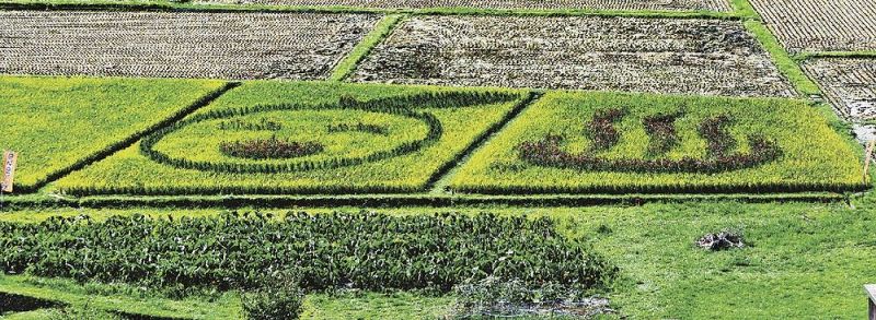 絵柄がくっきりと浮かび上がった田んぼアート（和歌山県田辺市龍神村安井で）