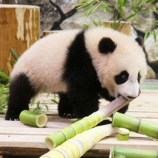 タケノコをくわえる楓浜（22日、白浜町のアドベンチャーワールドで）