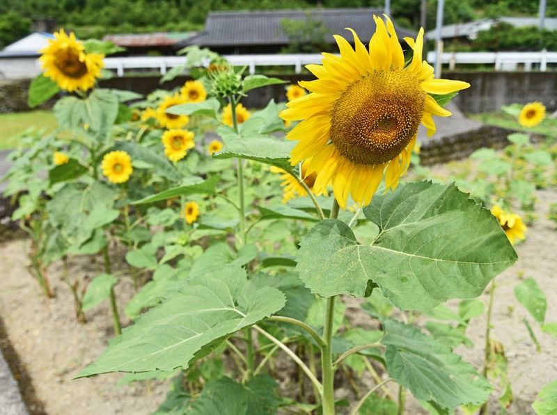 黄色い花を咲かせた「はるかのひまわり」（和歌山県田辺市龍神村殿原で）